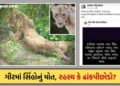 ગીરમાં સિંહોના મોત પર વન વિભાગમાં જ ડખો: મંત્રીનો વાઈરસ ન હોવાનો દાવો, પણ DCFની ‘વાઈરસ’વાળી પોસ્ટે પ…