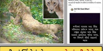 ગીરમાં સિંહોના મોત પર વન વિભાગમાં જ ડખો: મંત્રીનો વાઈરસ ન હોવાનો દાવો, પણ DCFની ‘વાઈરસ’વાળી પોસ્ટે પ…