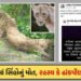 ગીરમાં સિંહોના મોત પર વન વિભાગમાં જ ડખો: મંત્રીનો વાઈરસ ન હોવાનો દાવો, પણ DCFની ‘વાઈરસ’વાળી પોસ્ટે પ…