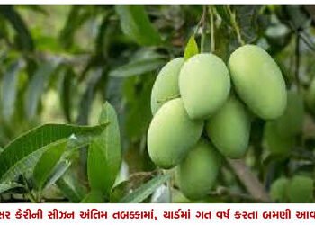 કેસર કેરીની સીઝન અંતિમ તબક્કામાં, યાર્ડમાં ગત વર્ષ કરતા બમણી આવક | Kesar mango season in final phase…