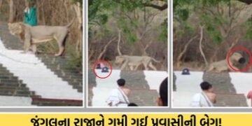 ભાવનગર: પાલીતાણાના શેત્રુંજય પર્વત પર અનોખી ઘટના, પ્રવાસીની બેગ લઈને ભાગ્યો સિંહ! જાણો આખો મામલો | p…