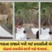 ભાવનગર: પાલીતાણાના શેત્રુંજય પર્વત પર અનોખી ઘટના, પ્રવાસીની બેગ લઈને ભાગ્યો સિંહ! જાણો આખો મામલો | p…