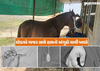 પશુ પ્રેમીઓ સાવધાન! ઘોડો ગાજર ખવડાવતા માલિકનો હાથનો અંગૂઠો ચાવી ગયો, બાદમાં સફળ સર્જરી | Surat News …