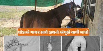 પશુ પ્રેમીઓ સાવધાન! ઘોડો ગાજર ખવડાવતા માલિકનો હાથનો અંગૂઠો ચાવી ગયો, બાદમાં સફળ સર્જરી | Surat News …