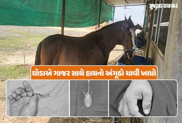 પશુ પ્રેમીઓ સાવધાન! ઘોડો ગાજર ખવડાવતા માલિકનો હાથનો અંગૂઠો ચાવી ગયો, બાદમાં સફળ સર્જરી | Surat News …