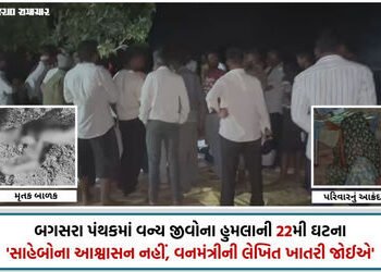 VIDEO| અમરેલી: ઘંટીયાળ ગામે સિંહણના હુમલામાં 7 વર્ષના બાળકનું મોત, વન વિભાગ સામે ભારે રોષ, પરિવારનો …