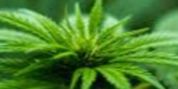 જેતલપુર રોડ પરથી ૮૬.૩૧ લાખનો ગાંજો પકડાયો | Marijuana worth Rs 86 31 lakh seized from Jetalpur road