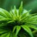 જેતલપુર રોડ પરથી ૮૬.૩૧ લાખનો ગાંજો પકડાયો | Marijuana worth Rs 86 31 lakh seized from Jetalpur road