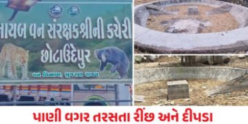 છોટાઉદેપુર: ચેથાપુરના જંગલમાં વન વિભાગની ઘોર બેદરકારી, કાળઝાળ ગરમીમાં વન્યજીવો માટે બનાવેલો હવાડા ખા…