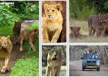 સિંહપ્રેમીઓ માટે સારા સમાચાર: ગીર જંગલ સફારીની મુદ્દત 7 દિવસ લંબાવાઈ, 22 જૂન સુધી સિંહ દર્શન ચાલુ રહ…