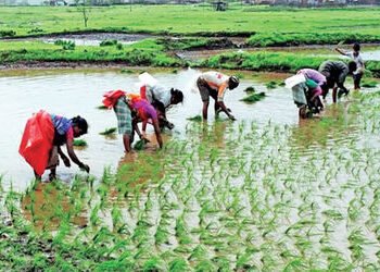 અલ નીનો અસર : ભારતમાં ચોમાસુ 40% નબળું, પાક અને અર્થતંત્ર માટે જોખમ | El Nino effect : Monsoon in In…