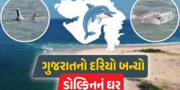ગુજરાતના દરિયામાં ડોલ્ફિનની સંખ્યા 680ને પાર: શિવરાજપુર અને પોશિત્રા બન્યા ‘બેસ્ટ સ્પોટ’ | gujarat d…