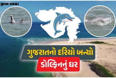 ગુજરાતના દરિયામાં ડોલ્ફિનની સંખ્યા 680ને પાર: શિવરાજપુર અને પોશિત્રા બન્યા ‘બેસ્ટ સ્પોટ’ | gujarat d…