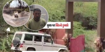 અમરેલી: જાફરાબાદના બાબરકોટમાં બે લોકો પર હુમલો કરનાર સિંહનું શંકાસ્પદ મોત, હડકવા થયો હોવાની આશંકા | …