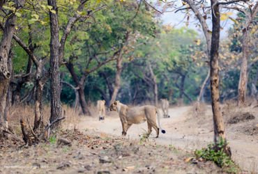વન વિભાગની પોલ ખુલવાનો ડર? ગીરમાં સિંહોના મોત અંગેનો રિપોર્ટ જાહેર કરવા મુદ્દે સરકારનું ભેદી મૌન | g…