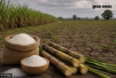 અલ-નીનો અને ઇથેનોલના કારણે ભારતમાં ખાંડનું સંકટ! મોટો નિર્ણય લેવાની તૈયારીમાં સરકાર | India Sugar Pr…